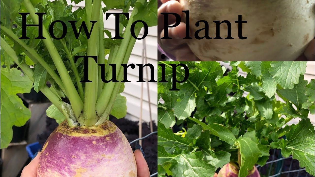 How to Grow Purple Top Turnips for a Productive Fall Crop