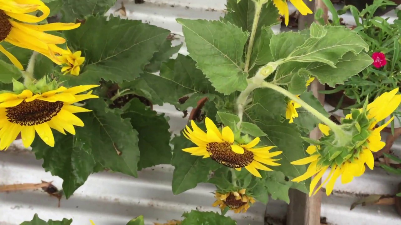How to Deadhead Sunflowers for More Blooms All Season Long