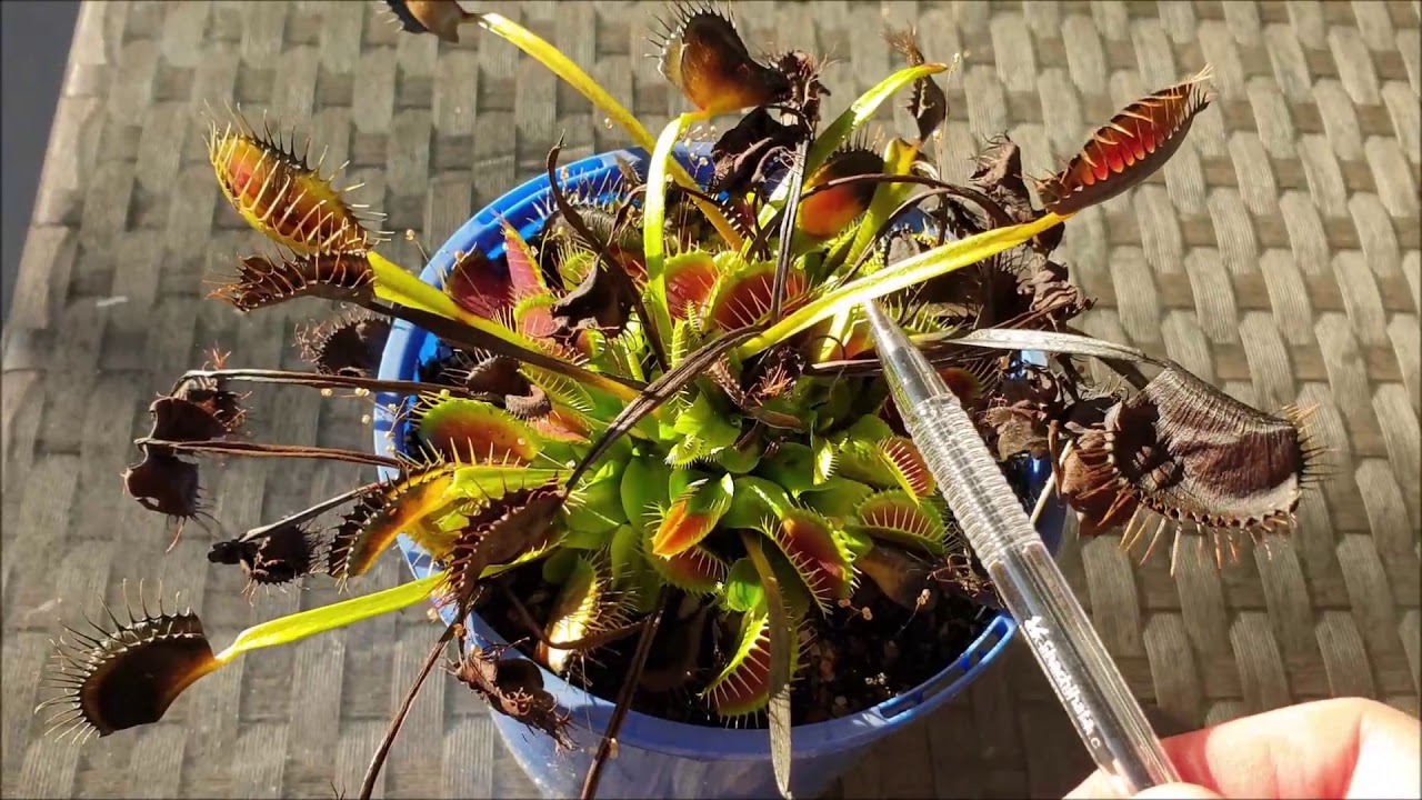 Do Venus Fly Traps Go Dormant Indoors?