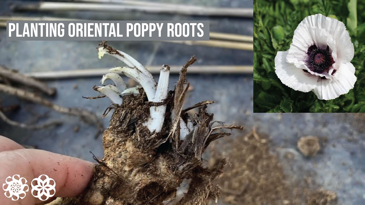How to Plant and Grow Oriental Poppy Roots for Spring Flowers