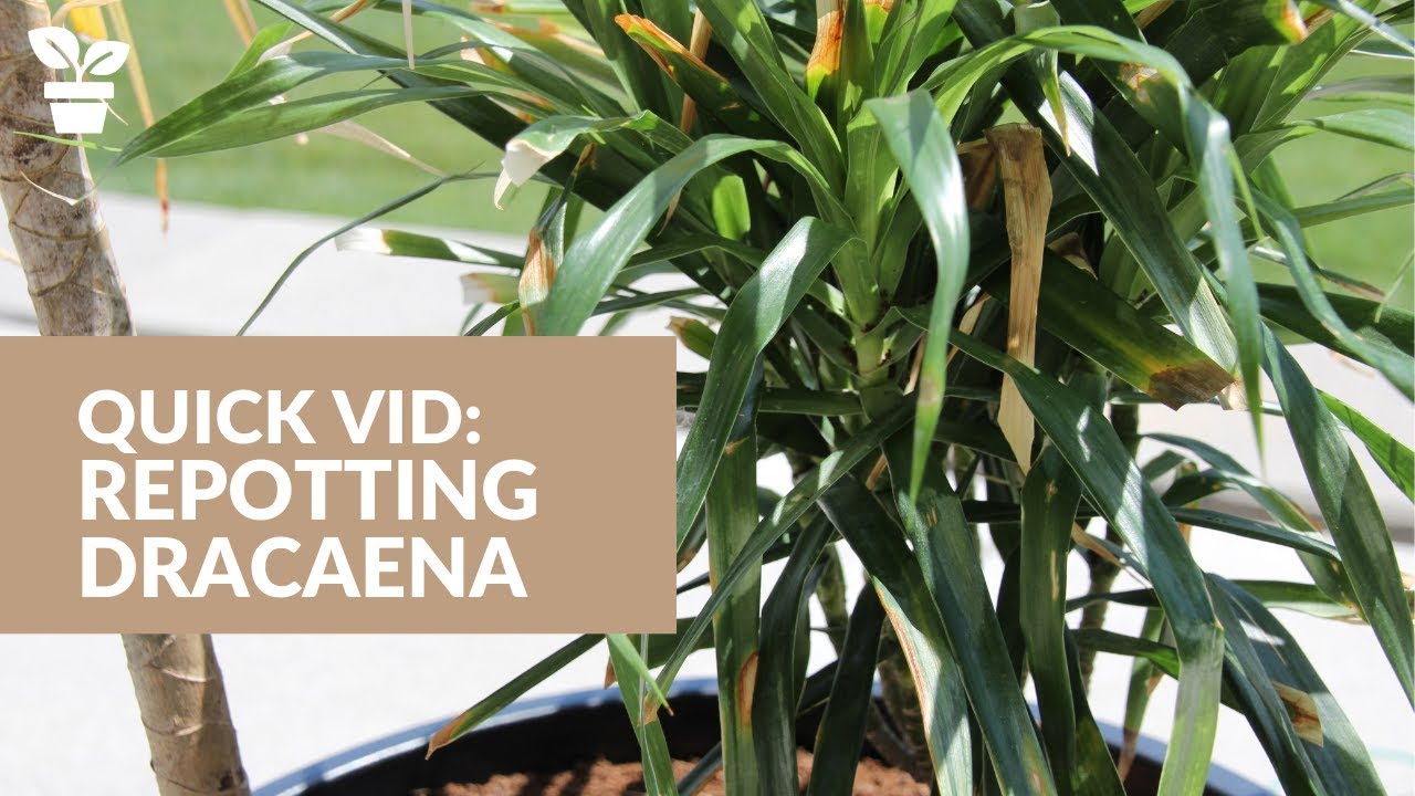 How to Repot a Dracaena Plant A StepbyStep Guide