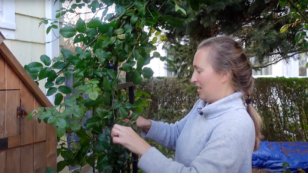 How to Winterize Climbing Roses for a Healthy Spring