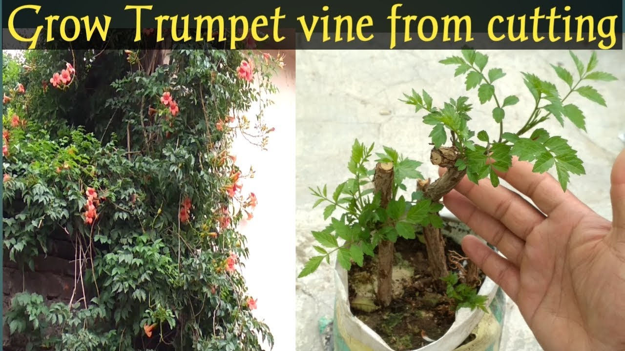 When to Cut Back Trumpet Vines for Optimal Growth and Flowers