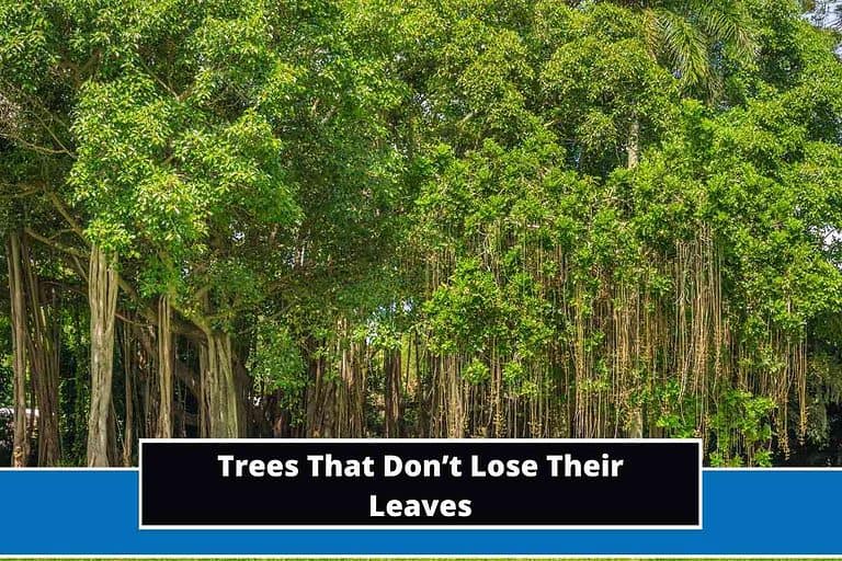14 Trees That Keep Their Leaves All Year Round
