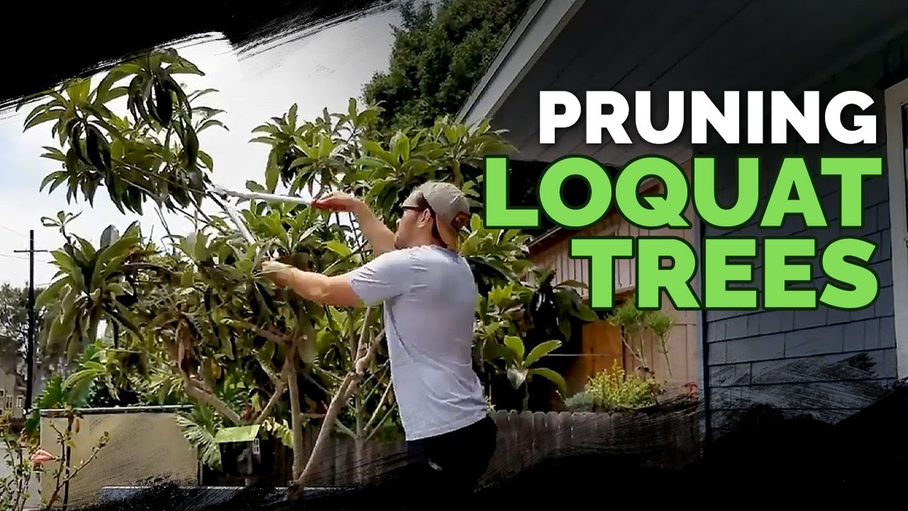 How to Properly Trim a Loquat Tree for Optimal Health and Fruit Production