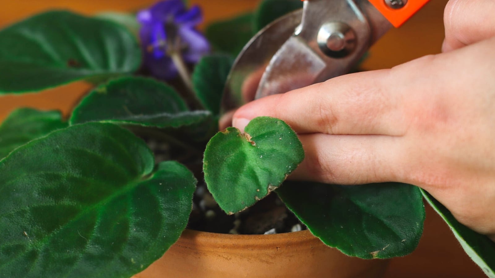 A StepbyStep Guide to Pruning Your African Violets for Optimal Growth