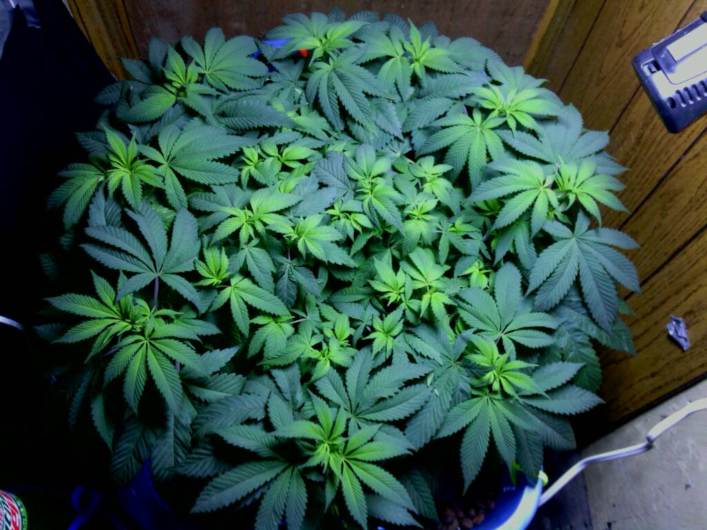 Nutrient Guide For A Flowering Cannabis Plant