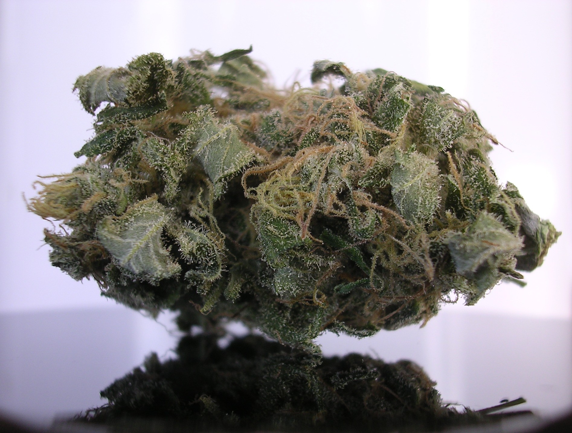 California Grapefruit Marijuana Strain Review Stoner Blog