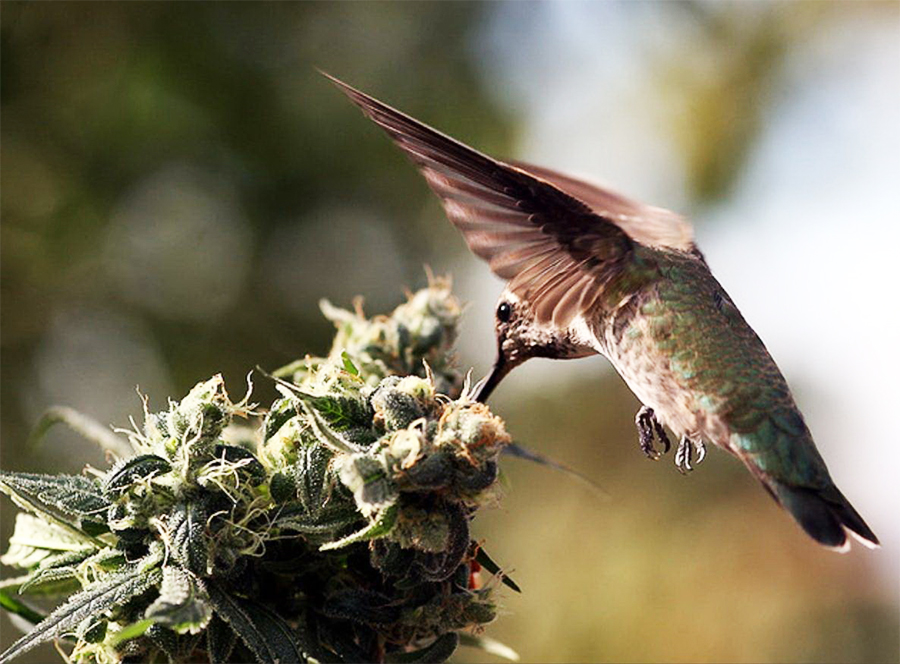 Birds Good For Your Marijuana Plants Stoner Blog