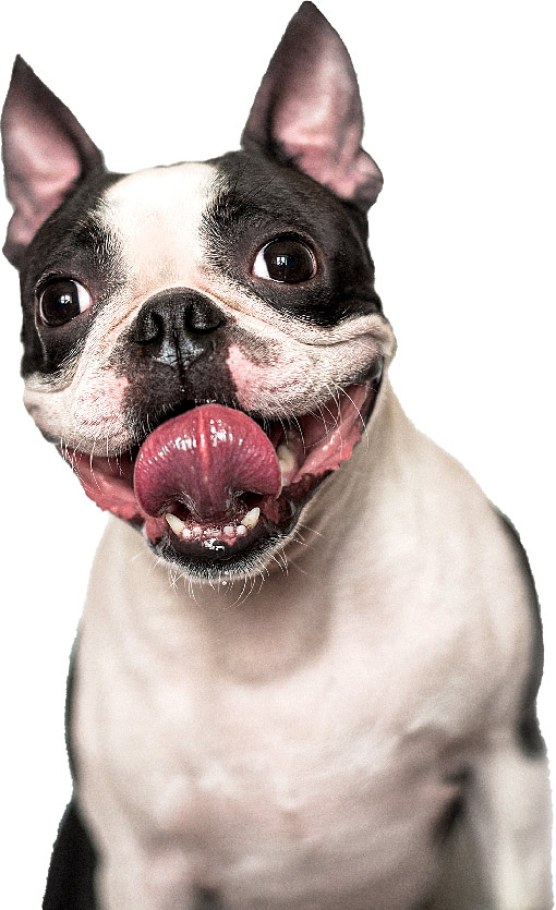 About Stone Ridge Vet Clinic Stoneridge Vet Clinic