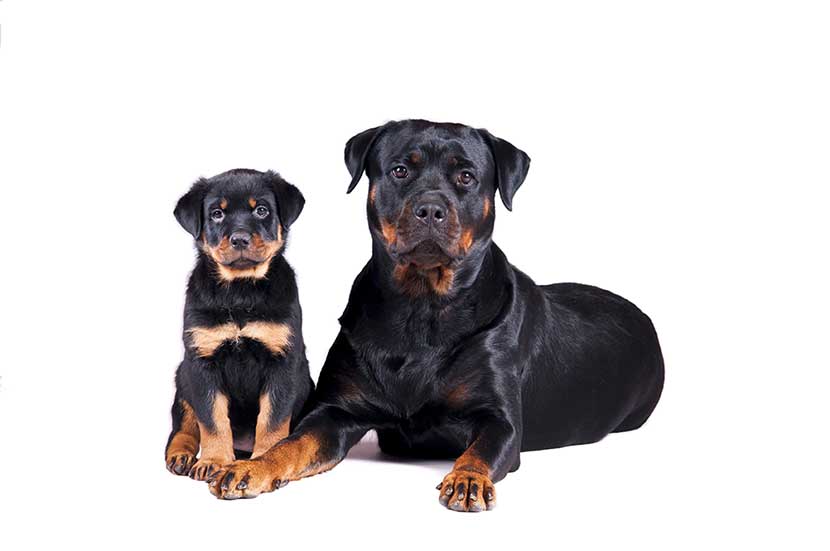 FAQ'S Stone Rottweilers