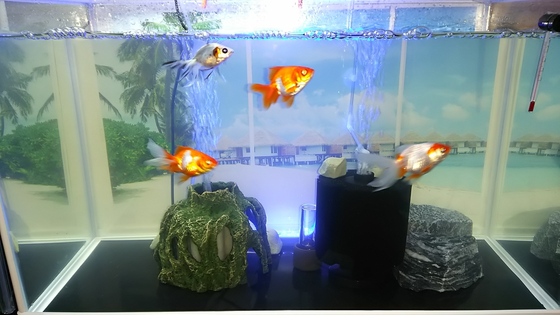 [最も欲しかった] 金魚 水槽 濁り 解消 333657金魚 水槽 濁り 解消 sedusoluongnyus