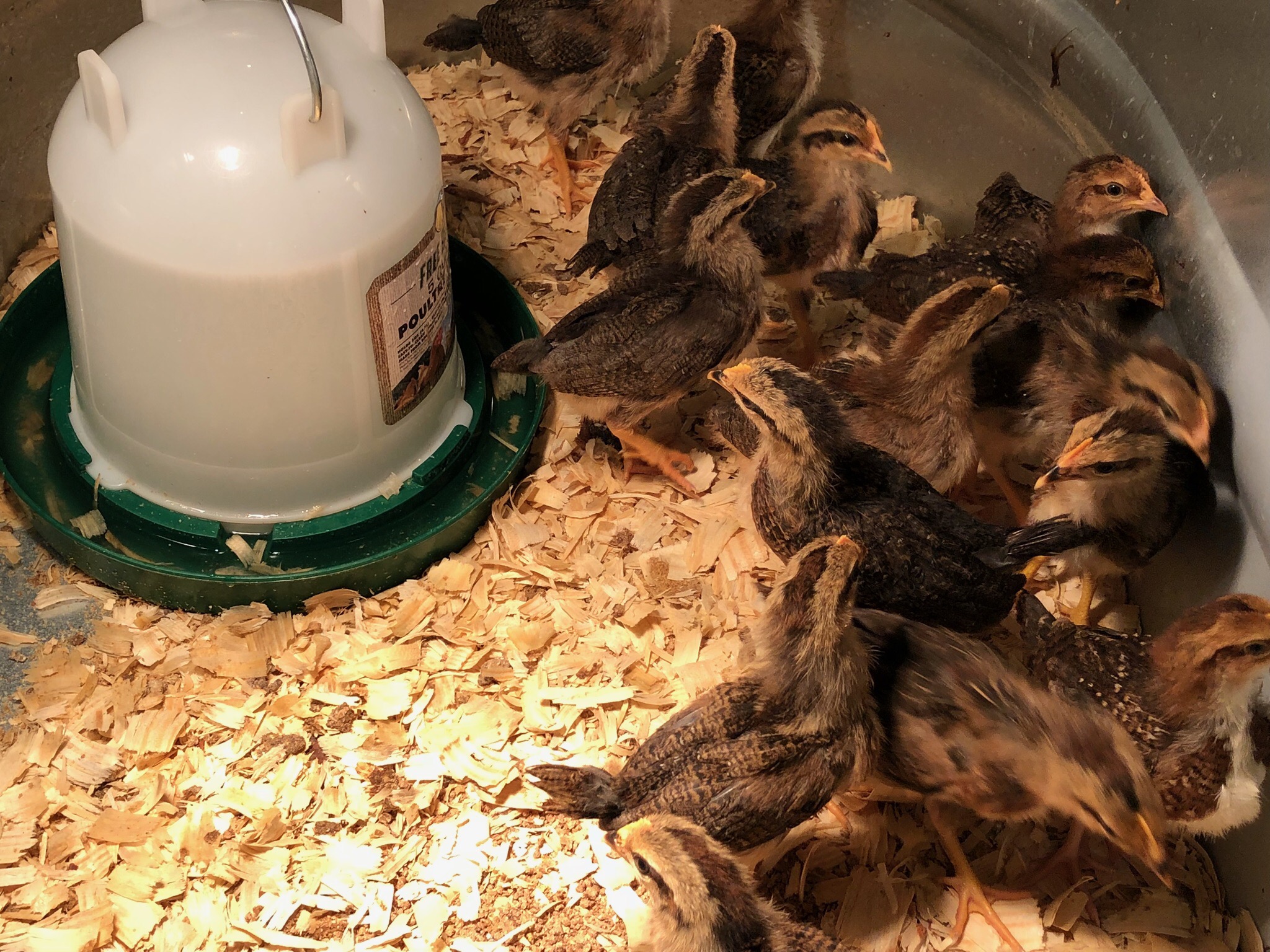 chicks Stoney Hill Farm and Winery