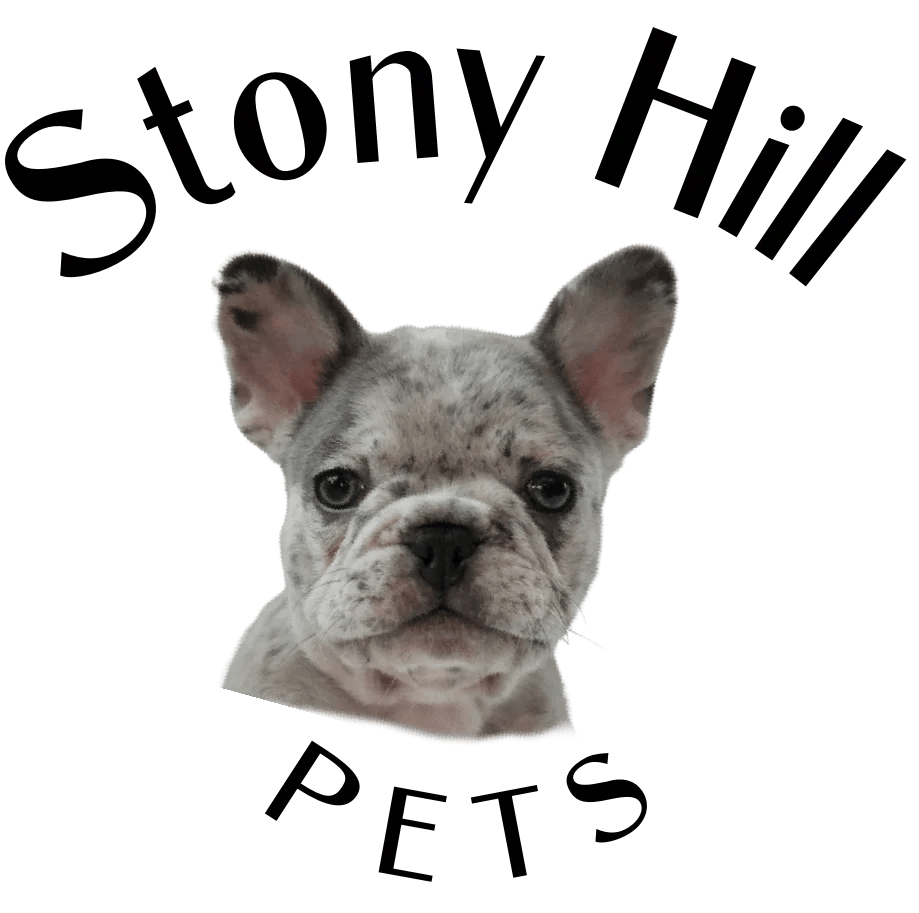 Home Stony Hill Frenchies Raising French Bull Dogs In Ohio