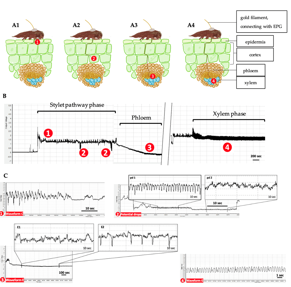 ‘A Novel EPG-Based Diagnostic Tool for Crapemyrtle Bark Scale Host ...