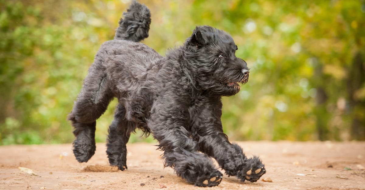Do Black Russian Terriers Shed? What You Need To Know!