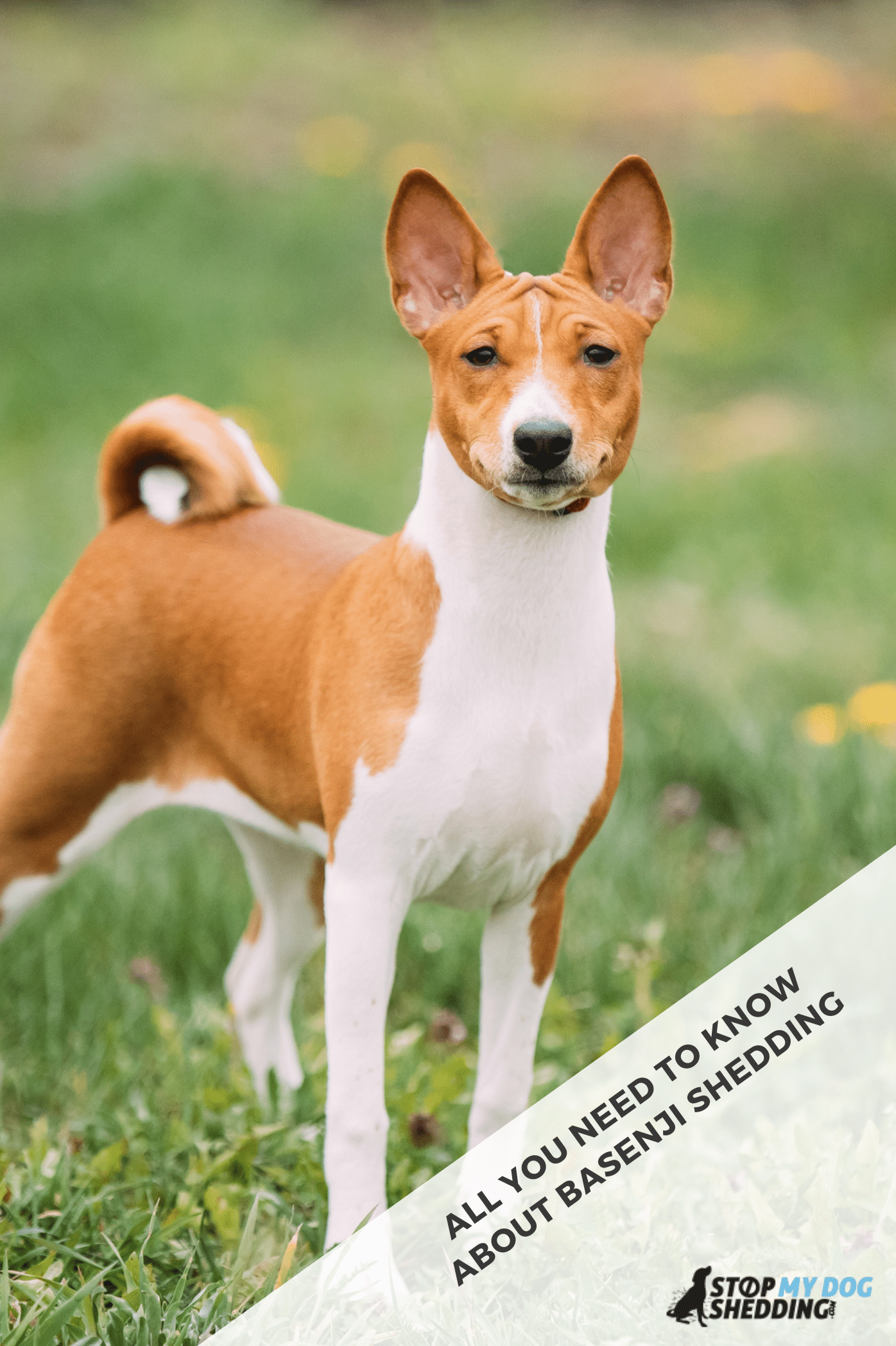 Why Does My Dog Shed So Much Hair