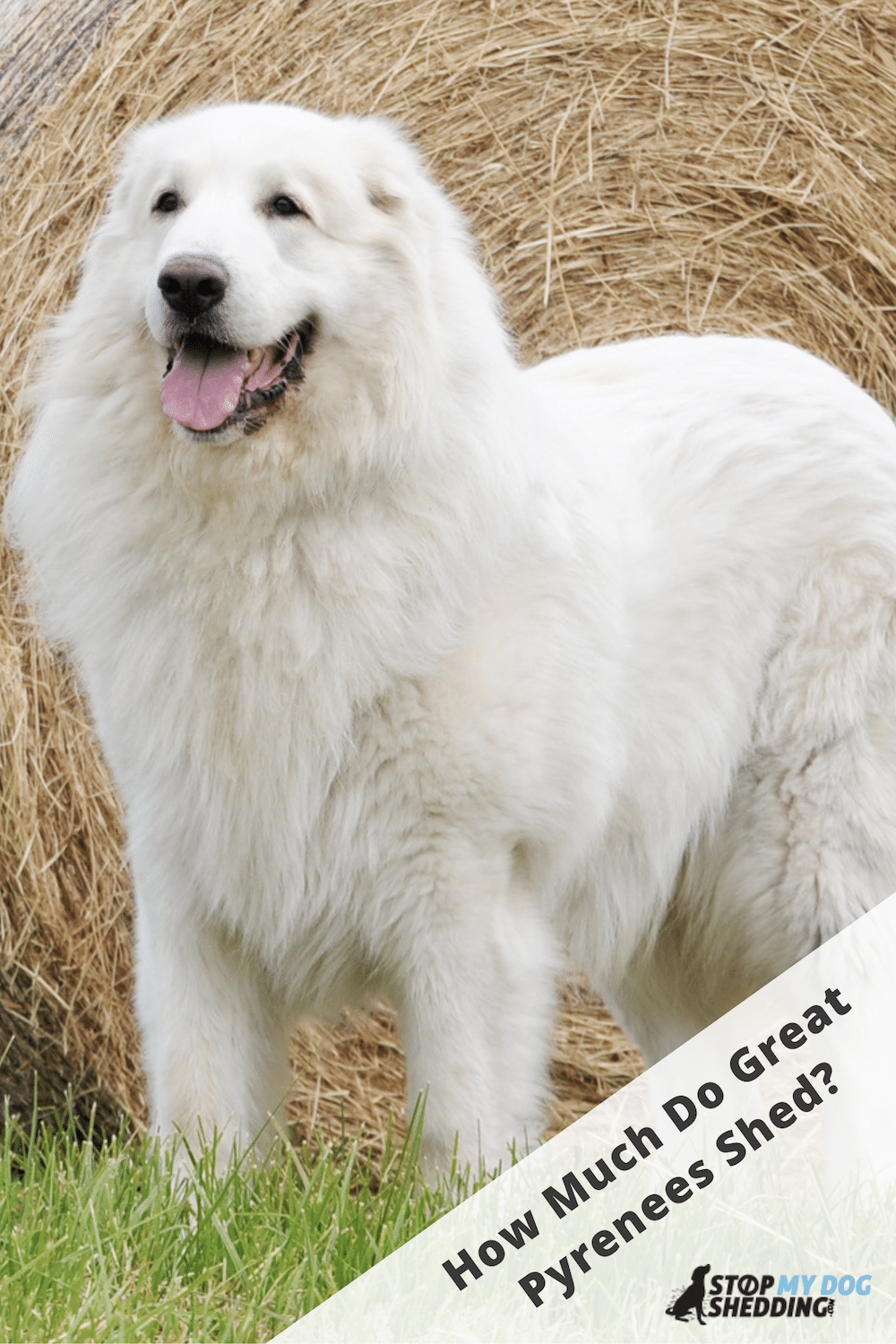 Can You Shave Great Pyrenees