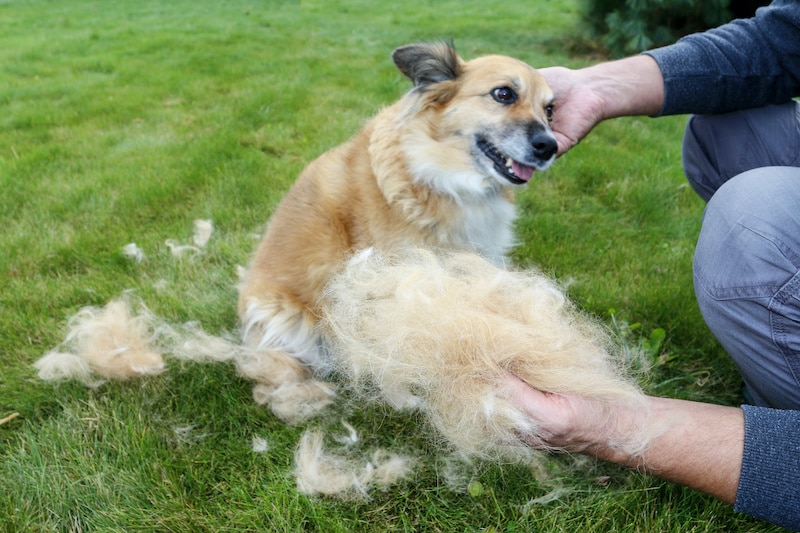 Is It Shedding Season For Dogs