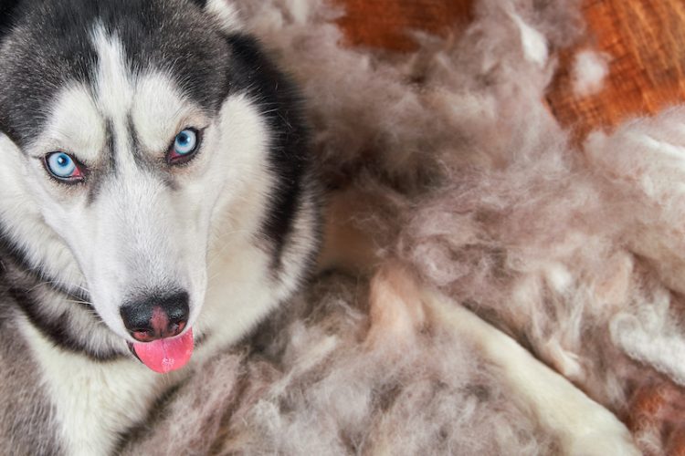 12 Quiet Dogs That Don’t Shed Much Stop My Dog Shedding