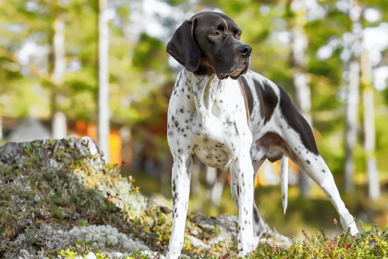 Do Pointers Shed Lots? (Guide to Pointer Shedding) Stop My Dog Shedding