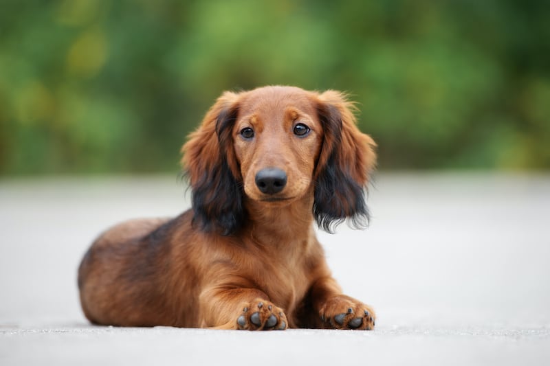 Do Dachshunds Shed Much? Stop My Dog Shedding Do Dachshunds Shed Much? Stop My Dog Shedding