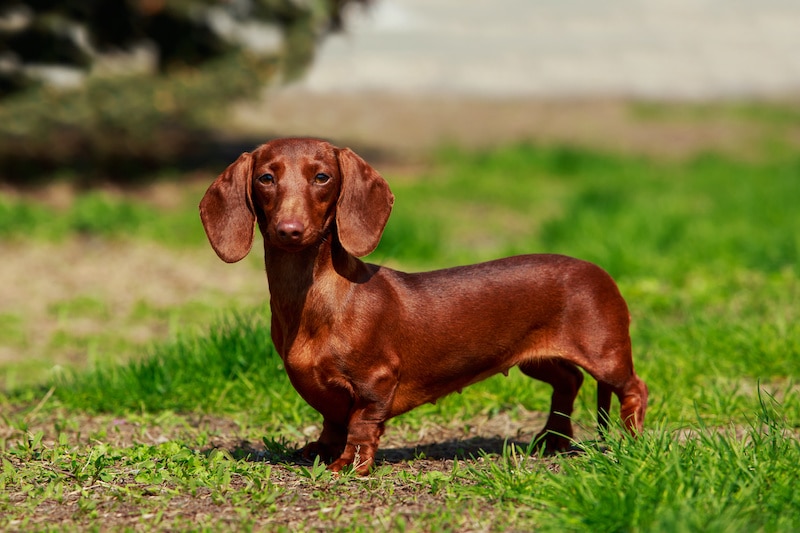 How Much Do Dachshunds Shed