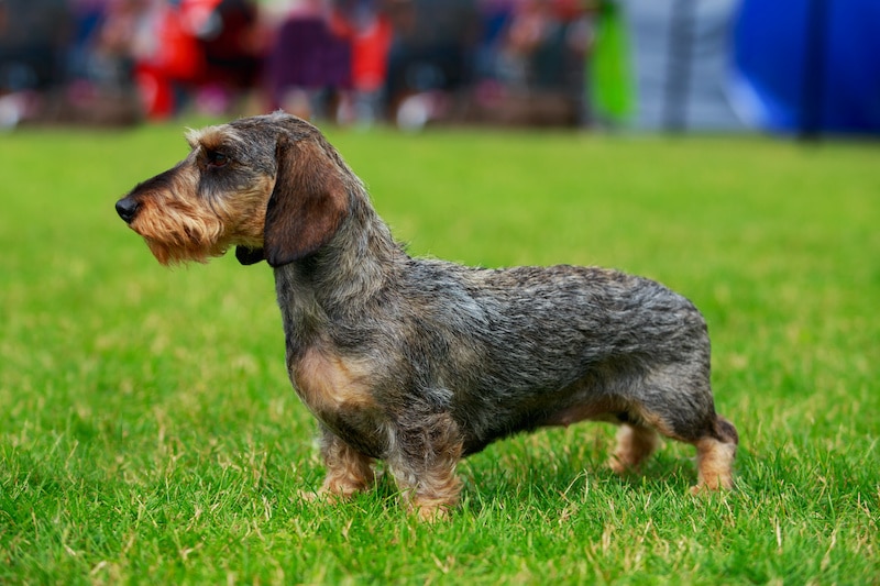 Do Dachshunds Shed Much? Stop My Dog Shedding