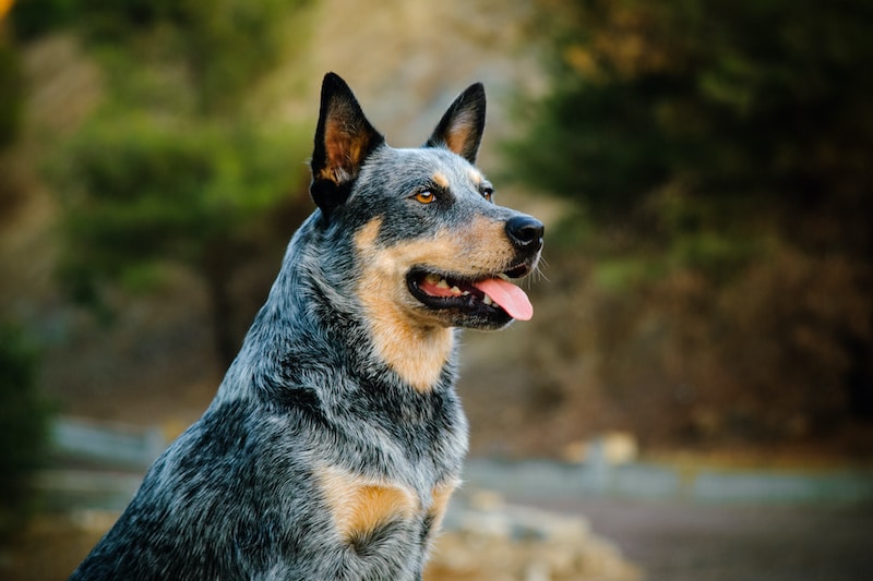 Do Australian Cattle Dogs Shed Lots? Stop My Dog Shedding