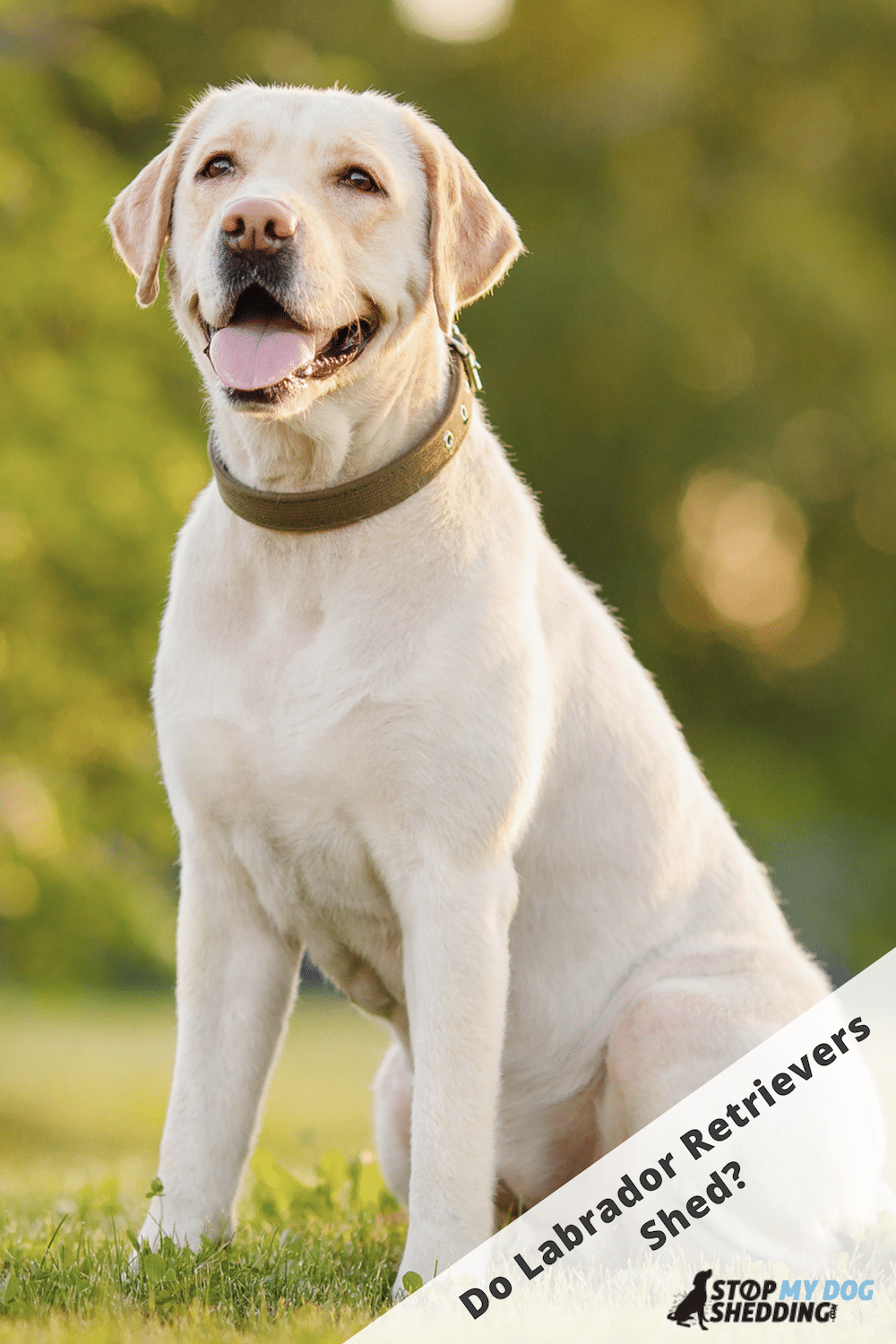 Do Labrador Retrievers Shed lots? (Shedding Guide) Stop My Dog Shedding