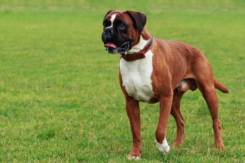 Do Boxers Shed Lots? Stop My Dog Shedding