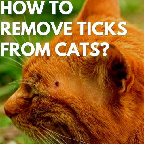 Ticks on Cats Stop Ticks