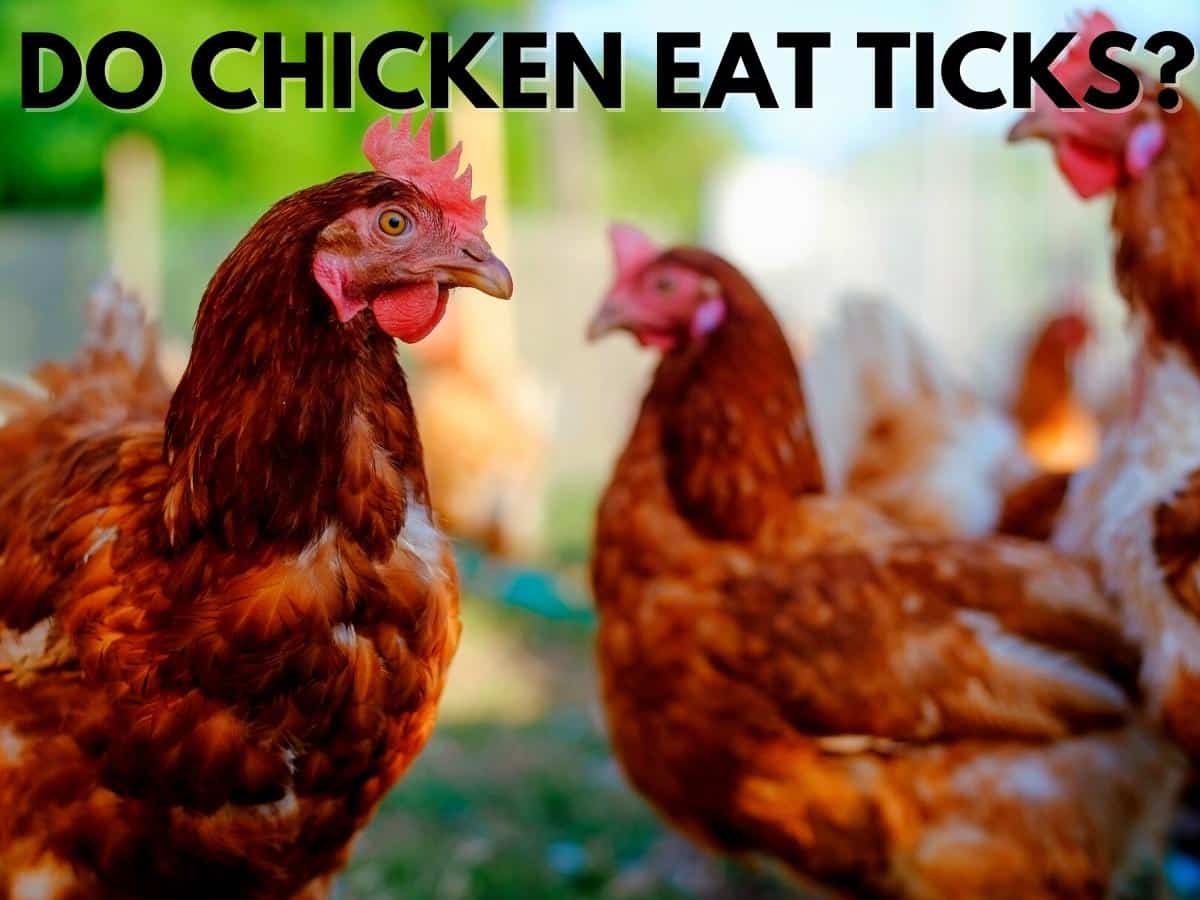 Do Chicken Eat Ticks? Stunning Facts On Natural Tick Control Stop Ticks
