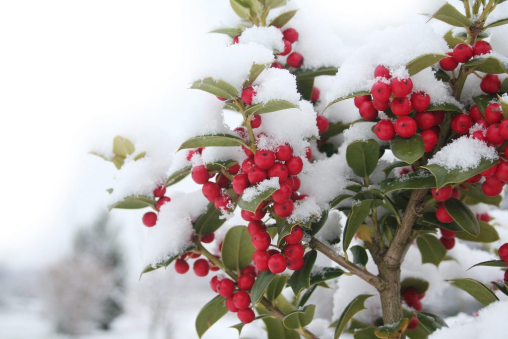 15 Christmas Plants That’s Fabulous For Winter Indoor Garden Storables