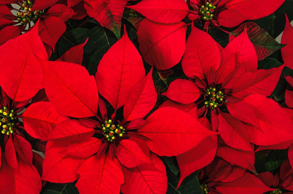 15 Christmas Plants That’s Fabulous For Winter Indoor Garden Storables