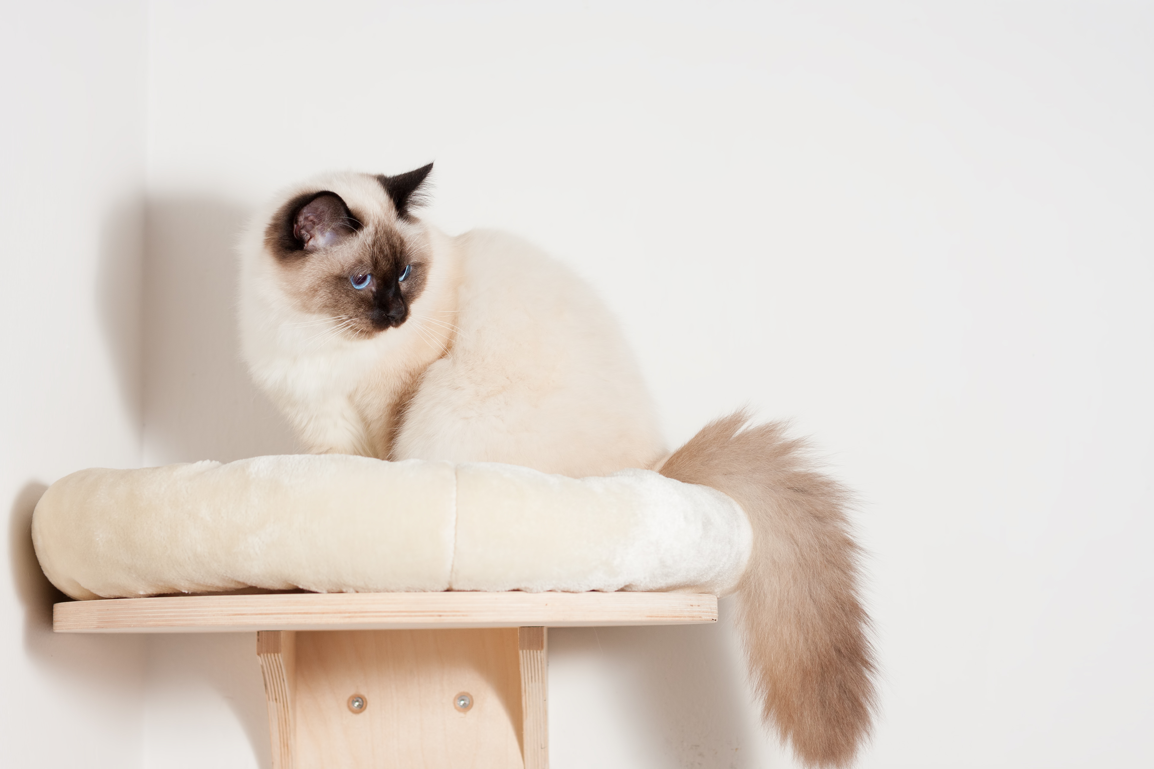 20 Best Cat Shelves For Your Feline Friend Storables