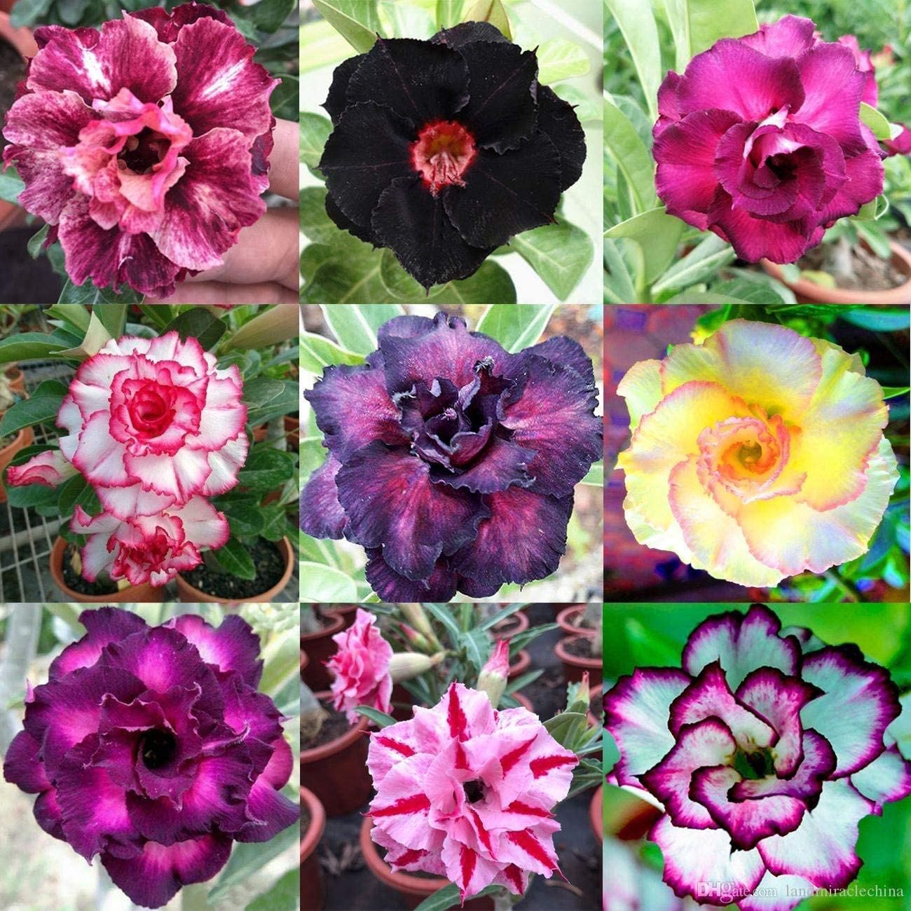 50 Best Exotic Garden Roses You Would Be Surprised To Know Of Storables