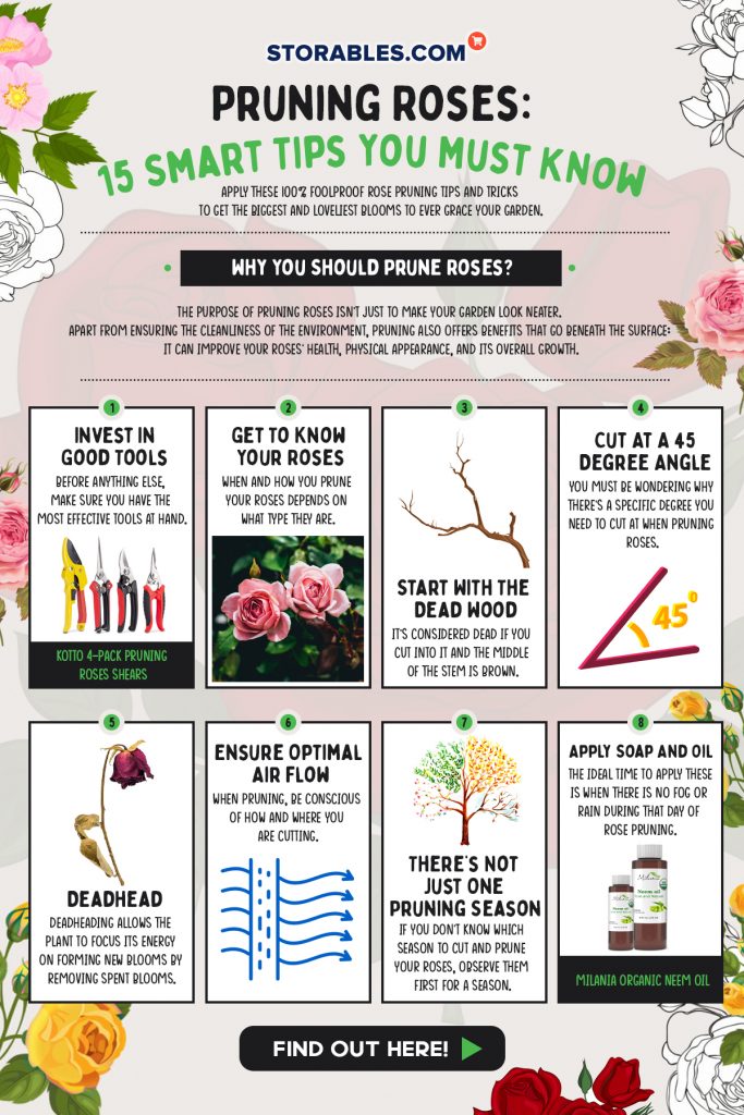 Pruning Roses 15 Smart Tips You Must Know Storables