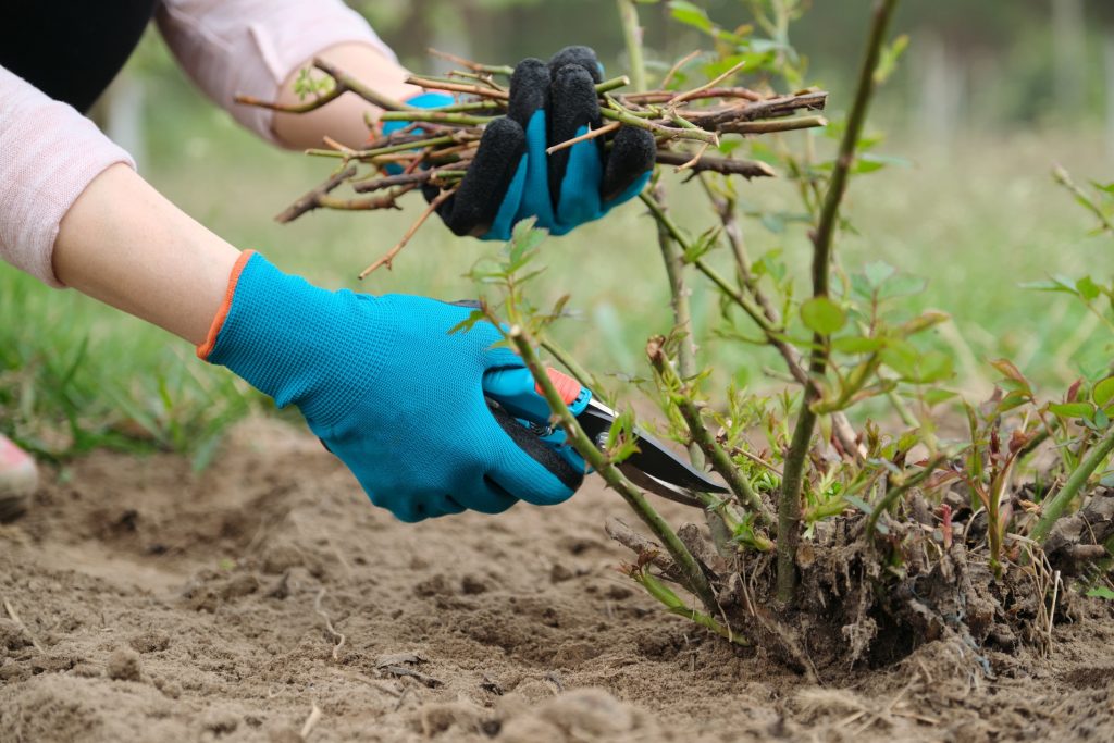 Pruning Roses 15 Smart Tips You Must Know Storables