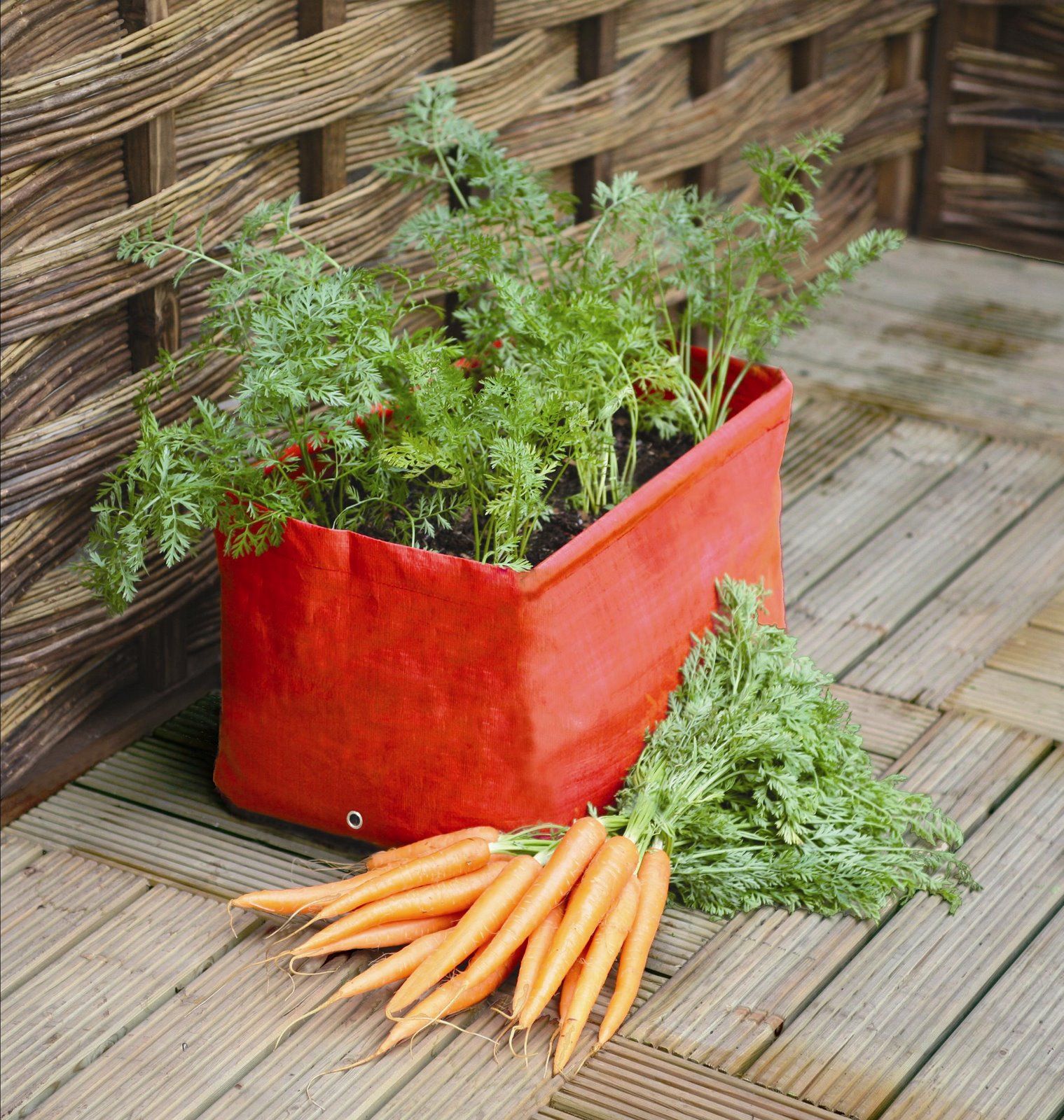 How To Grow Carrots In Containers Storables