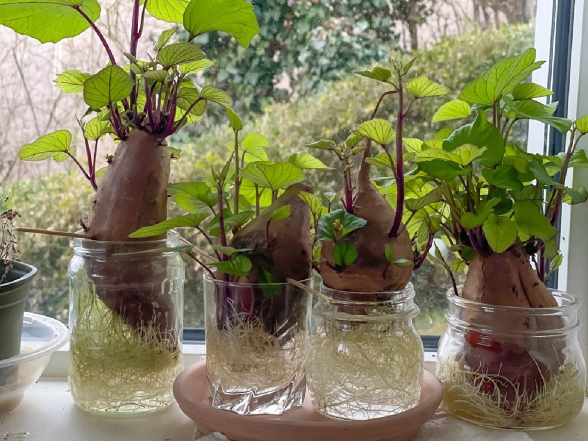 How To Grow Sweet Potatoes In Containers Storables