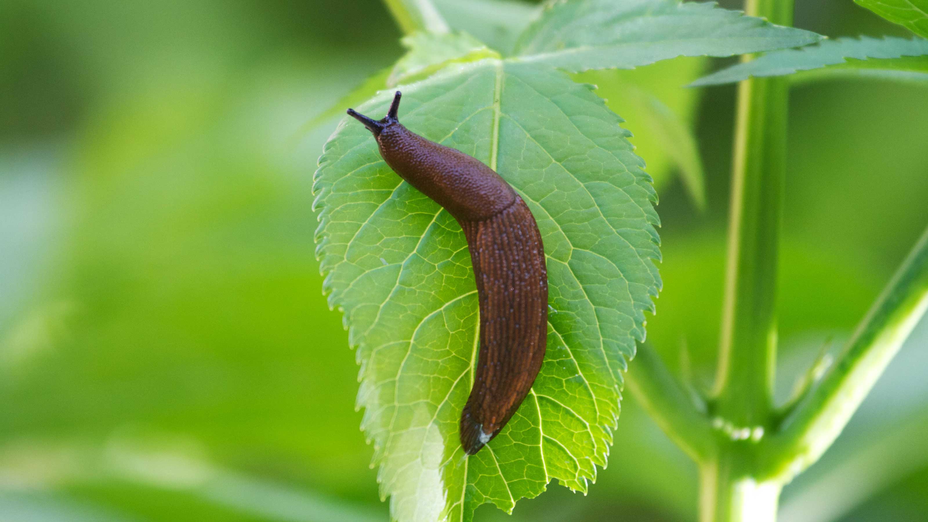 How To Get Rid Of Slugs In The Garden Storables