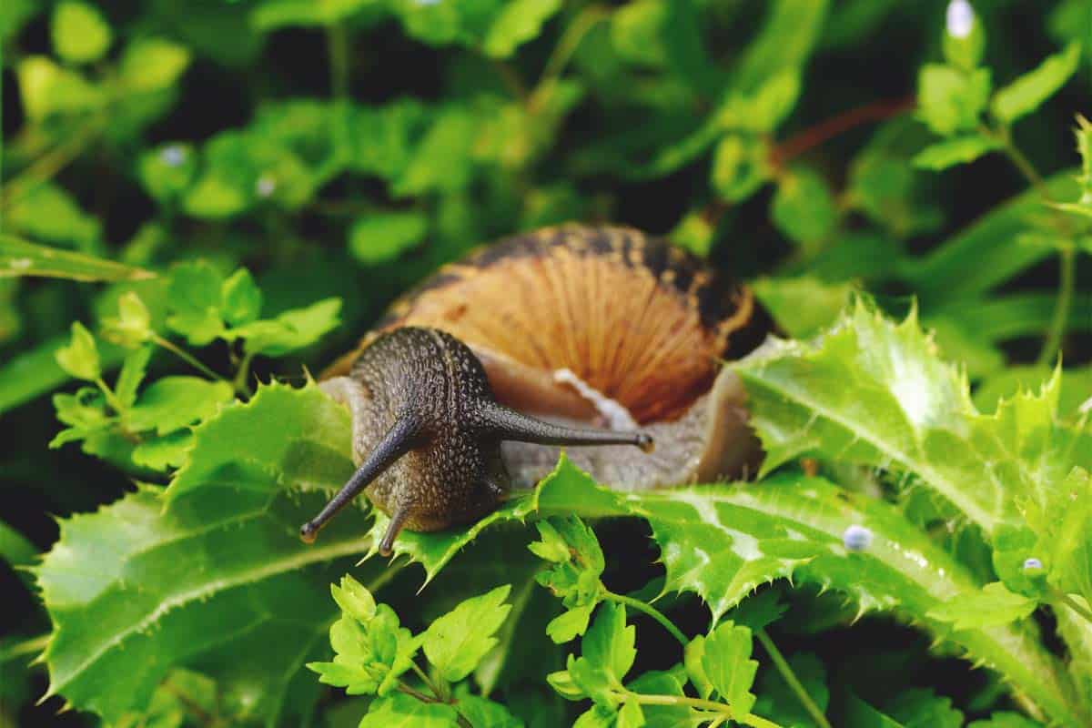 How To Get Rid Of Snails In Garden Storables
