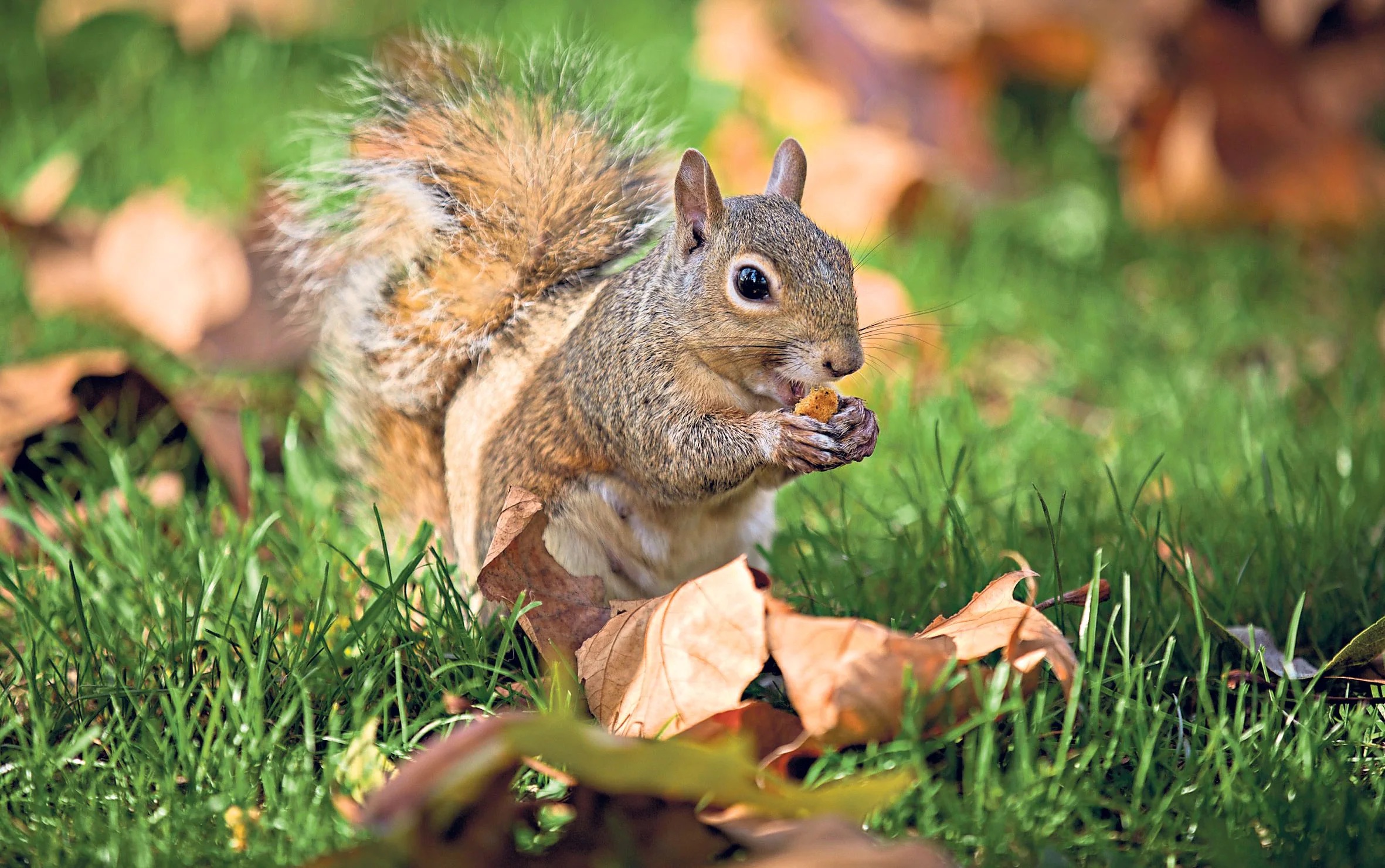 How To Get Rid Of Squirrels In The Attic Mothballs Guide