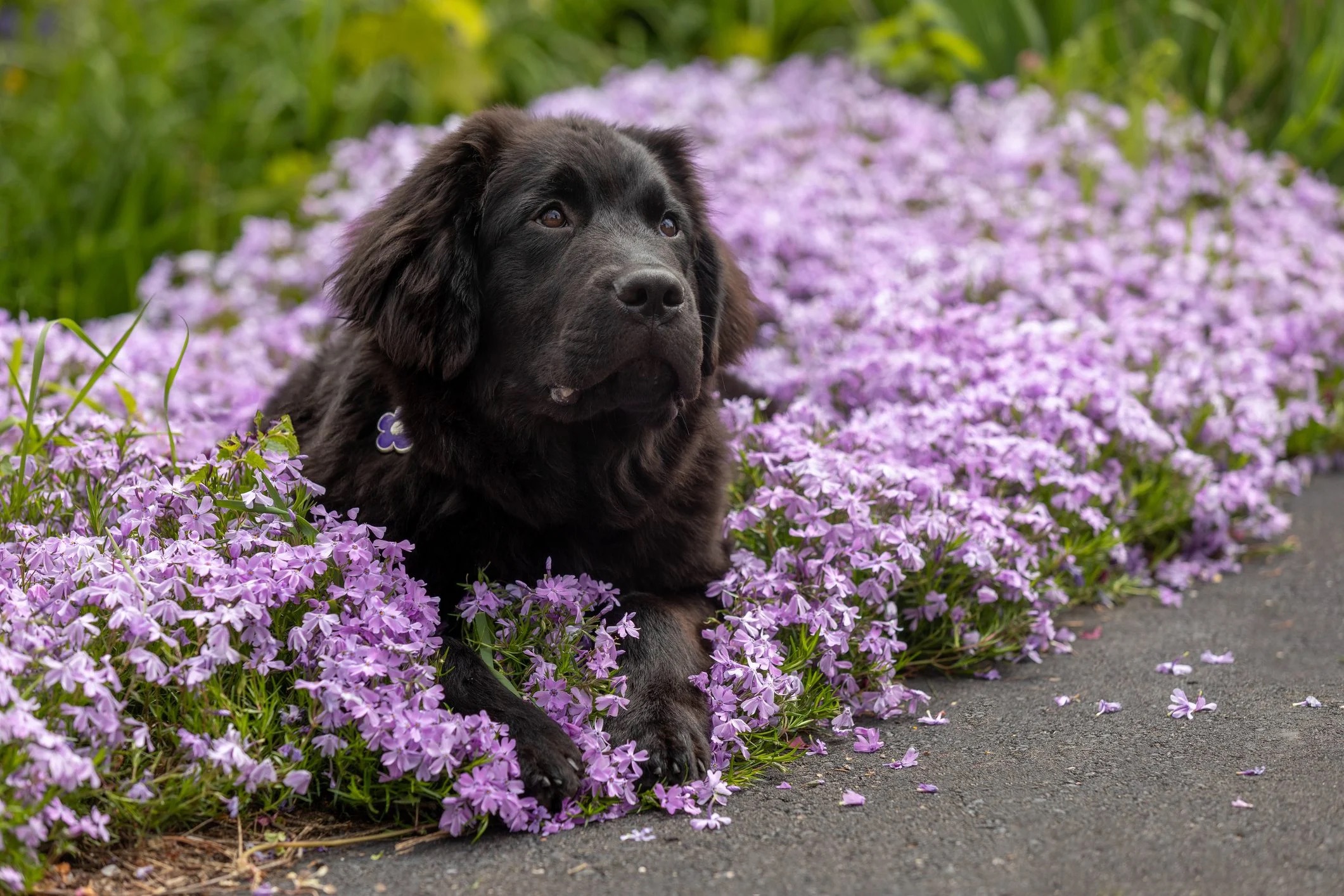 How To Keep A Dog Out Of A Garden Storables