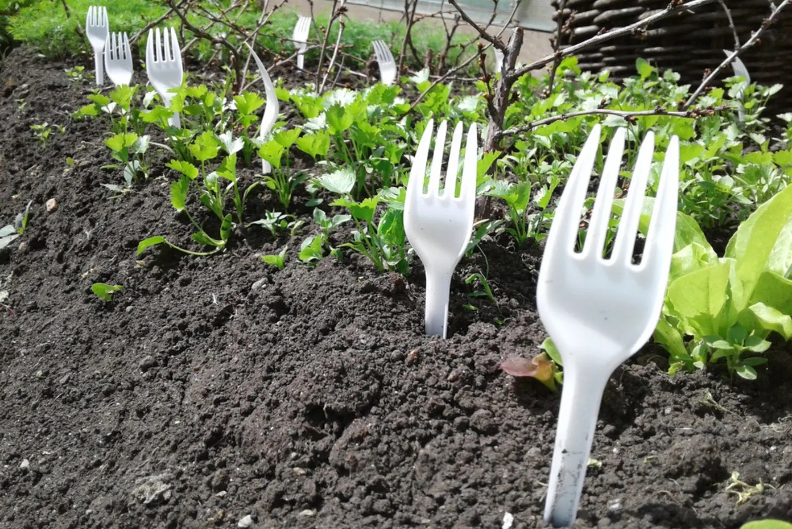 How To Keep Animals Out Of Garden Storables