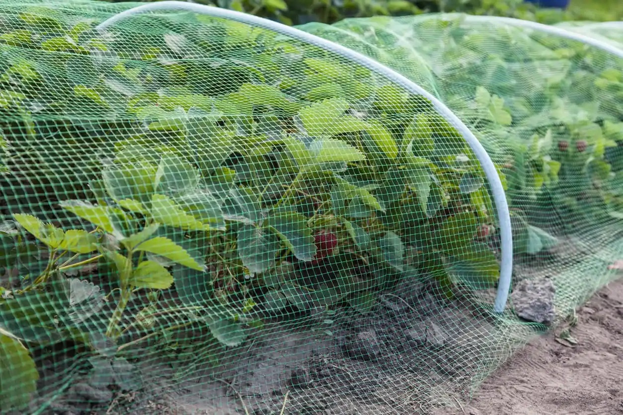 How To Keep Birds Out Of The Garden Storables