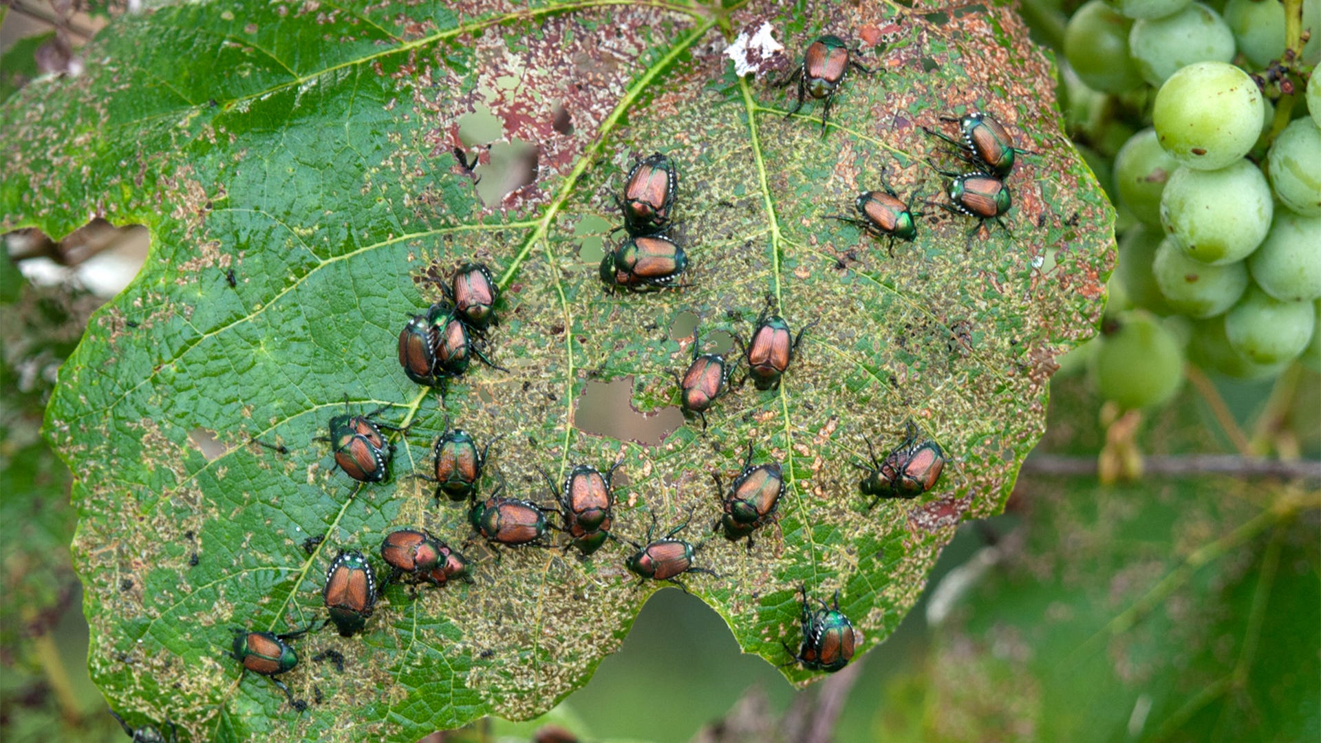 How To Keep Bugs Out Of Garden Storables