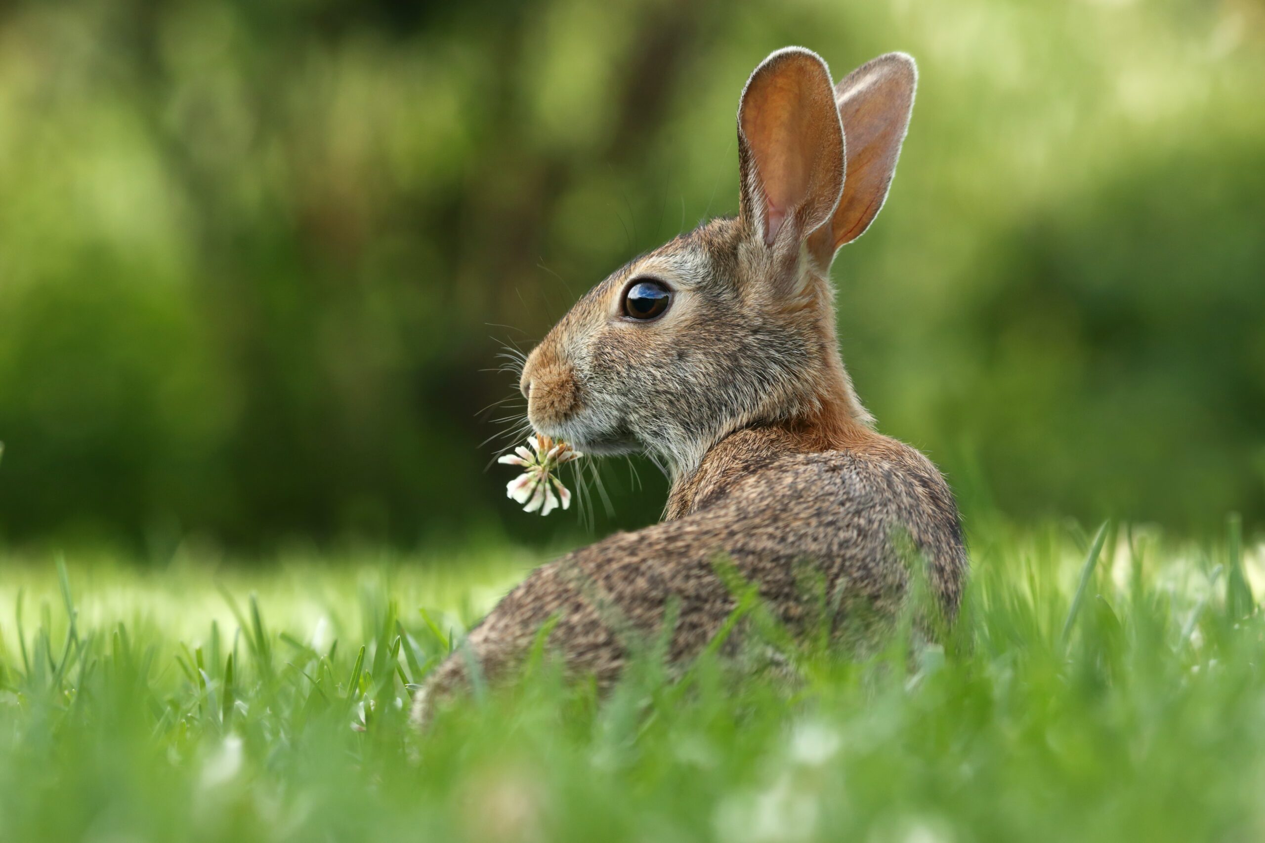 How To Keep Squirrels And Rabbits Out Of Garden Storables