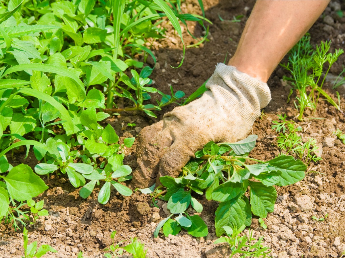 How To Keep Weeds Out Of Garden Storables